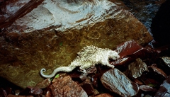 Coendou longicaudatus