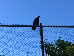 Corvus brachyrhynchos