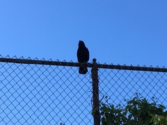 Corvus brachyrhynchos