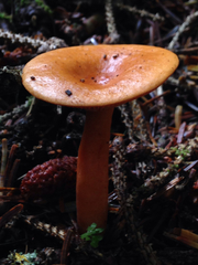Lactarius luculentus