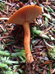 Lactarius luculentus