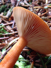 Lactarius luculentus