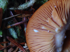 Lactarius luculentus