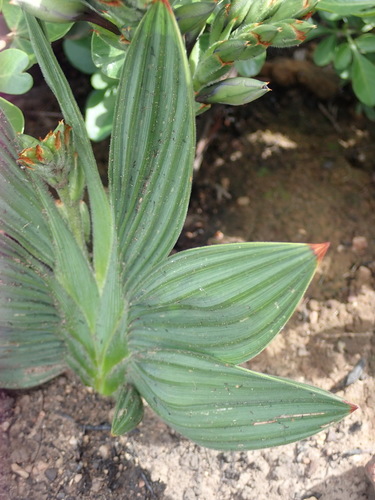 Image of Babiana fragrans by (c) Nicola van Berkel, some rights reserved (CC BY-SA)