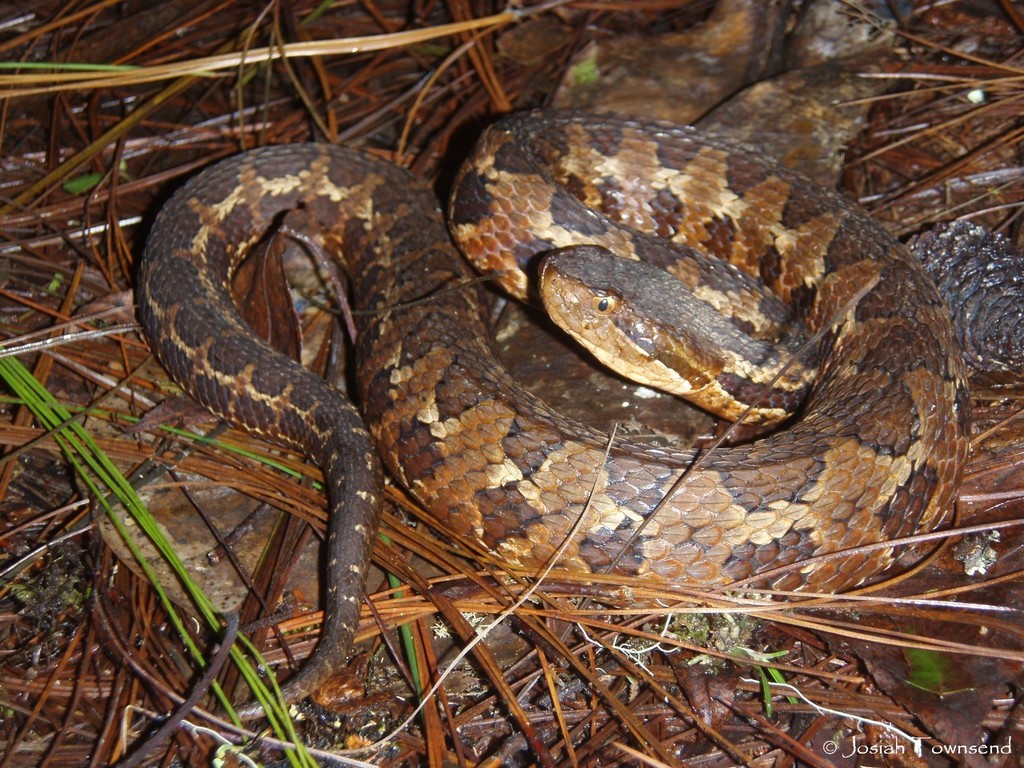 Wilson's Montane Pitviper (Cerrophidion wilsoni)