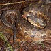 Wilson's Montane Pitviper - Photo (c) Josiah Townsend, some rights reserved (CC BY-NC-ND), uploaded by Josiah Townsend