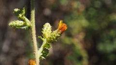Hazardia squarrosa grindelioides