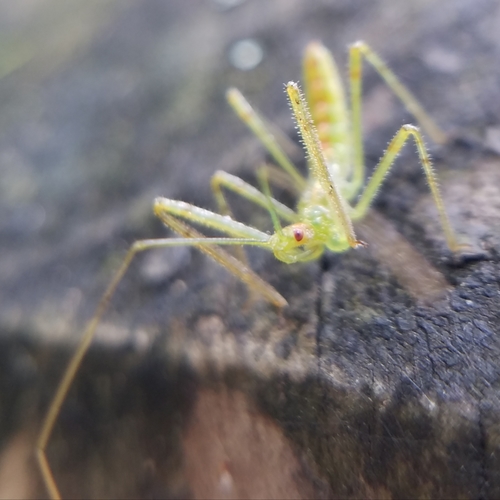 Pale Green Assassin Bug photo 6