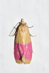 Cochylis rosaria
