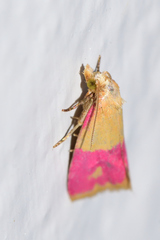 Cochylis rosaria