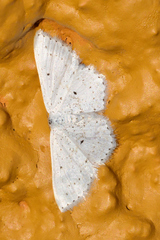 Idaea tacturata