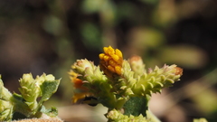 Hazardia squarrosa grindelioides