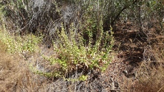 Hazardia squarrosa grindelioides