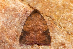 Gelastocera castanea
