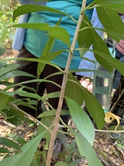 Primulaceae