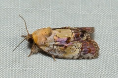 Negritothripa confluens