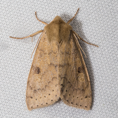 Orthosia arthrolita
