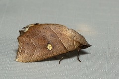 Pterogonia nubes