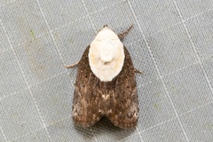 Tathothripa continua