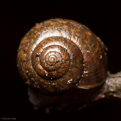 Helminthoglypta nickliniana