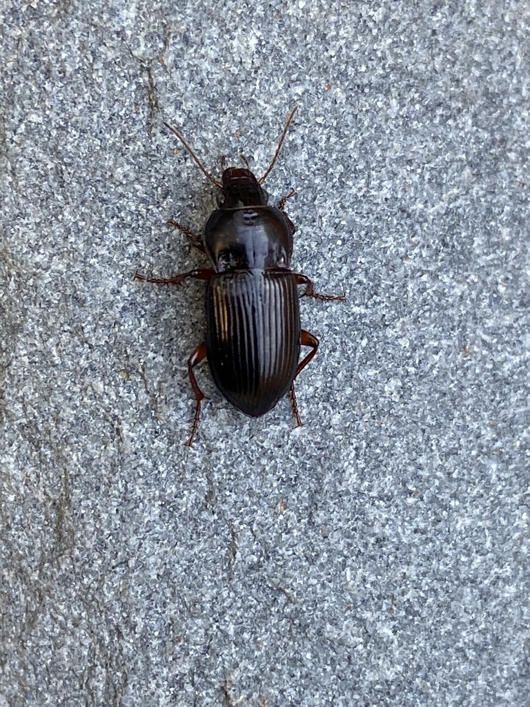Amara pennsylvanica