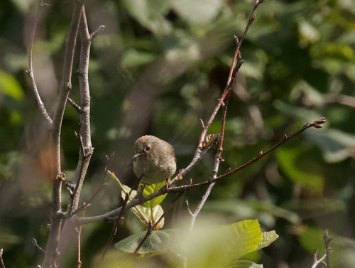 Ruby-crowned Kinglet photographed in Alaska