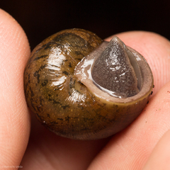 Helminthoglypta nickliniana