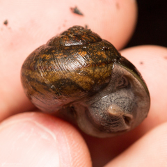 Helminthoglypta nickliniana