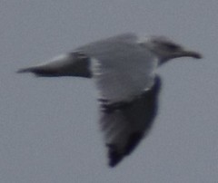 Larus glaucescens × occidentalis