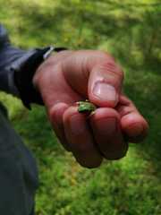 Exerodonta smaragdina