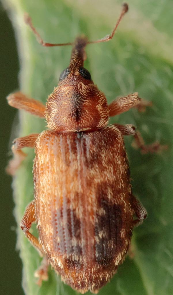 Shaggy Weevil