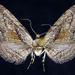 Eupithecia placidata - Photo (c) Jim Vargo at Moth Photographers Group, algunos derechos reservados (CC BY-NC-SA)
