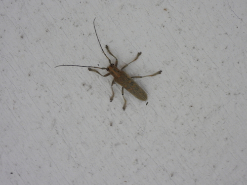 Poplar Borer photo 2