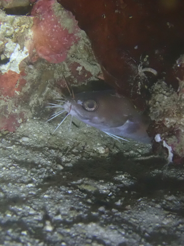 Brotula multibarbata observed 2025-07-14
