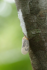 Poekilloptera phalaenoides