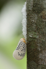 Poekilloptera phalaenoides