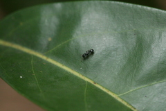 Procryptocerus