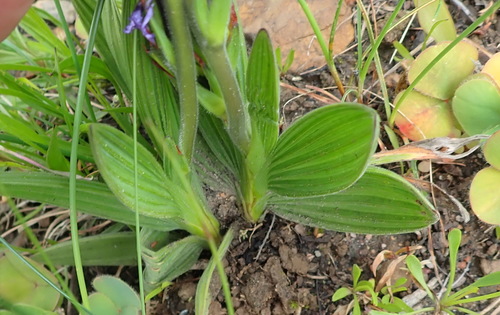 Image of Babiana fragrans by (c) Nicola van Berkel, some rights reserved (CC BY-SA)