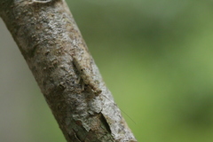 Chaeteessa