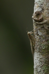 Chaeteessa