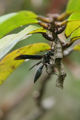 Polistes goeldii