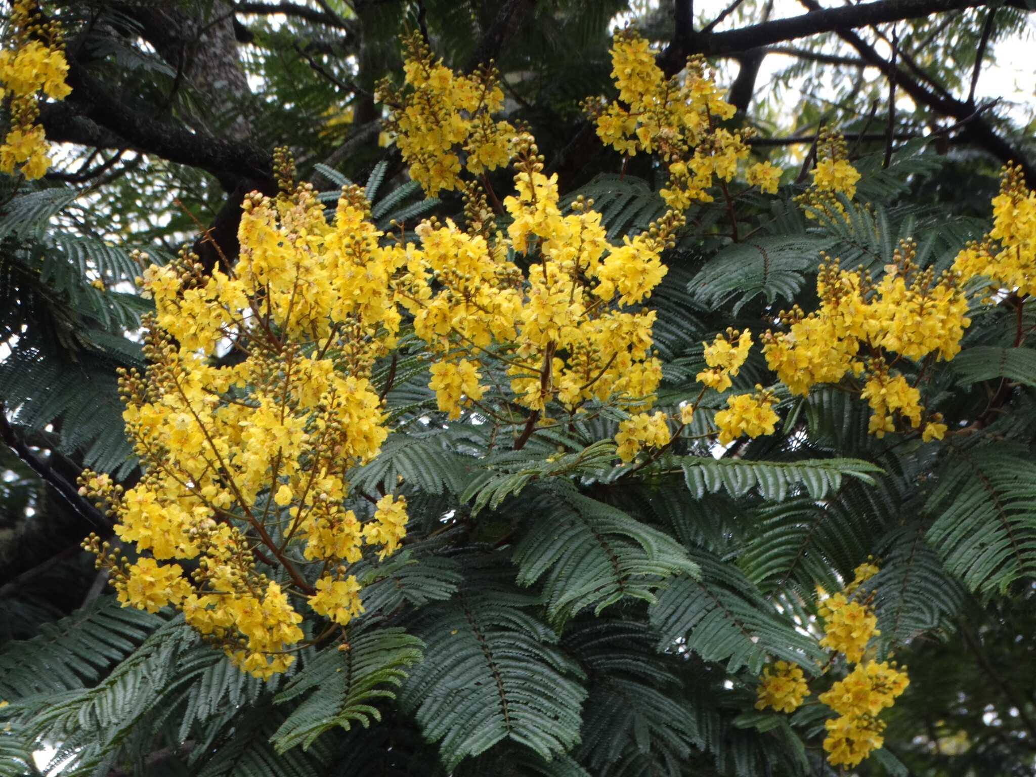 Peltophorum dubium