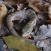 California Alligator Lizard - Photo (c) James Maughn, some rights reserved (CC BY-NC), uploaded by James Maughn