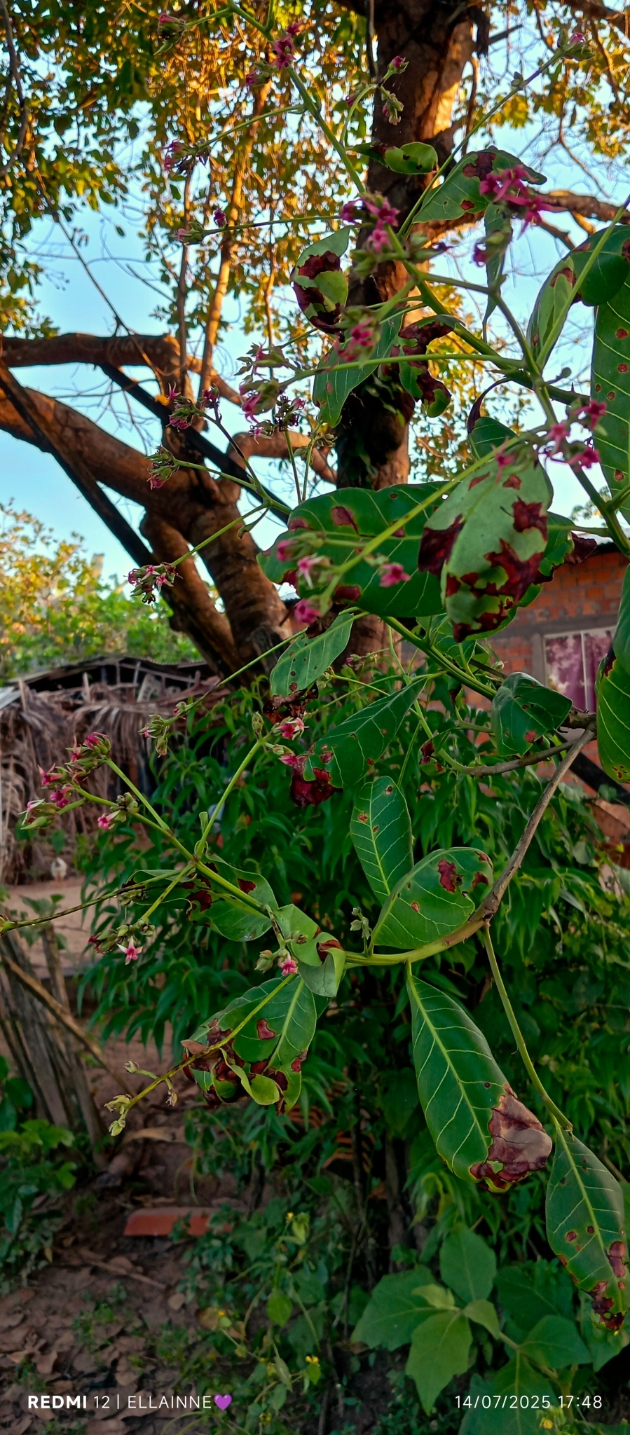 Anacardium occidentale