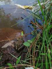 Lithobates magnaocularis