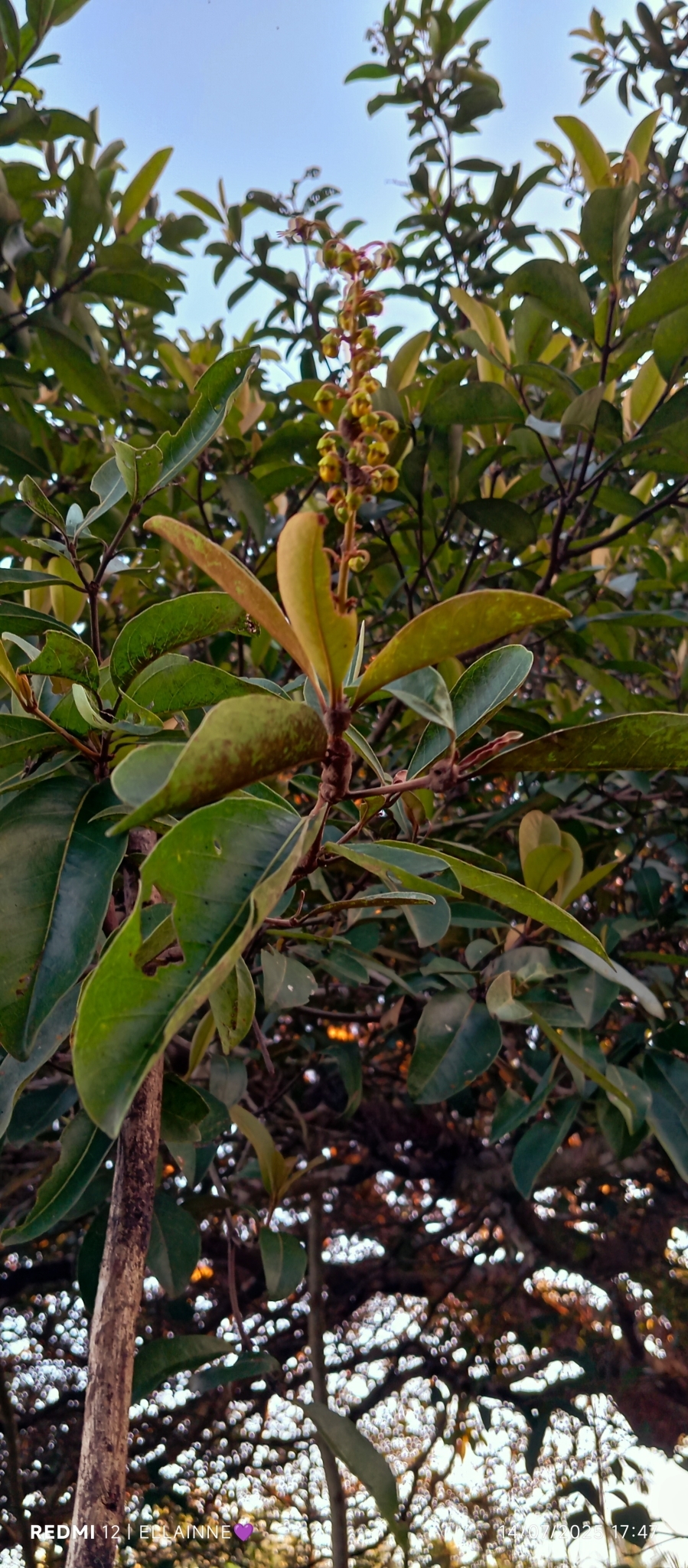 Byrsonima crassifolia