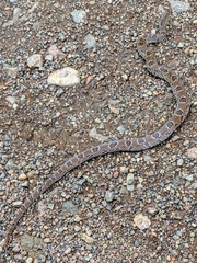 Stenorrhina degenhardtii