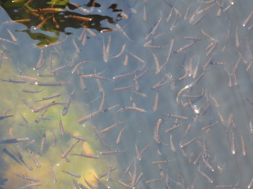 Carsevenne splash tetra (Copella carsevennensis) — Lebiasinidae — 5