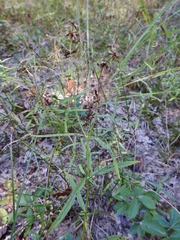 Stachys hyssopifolia