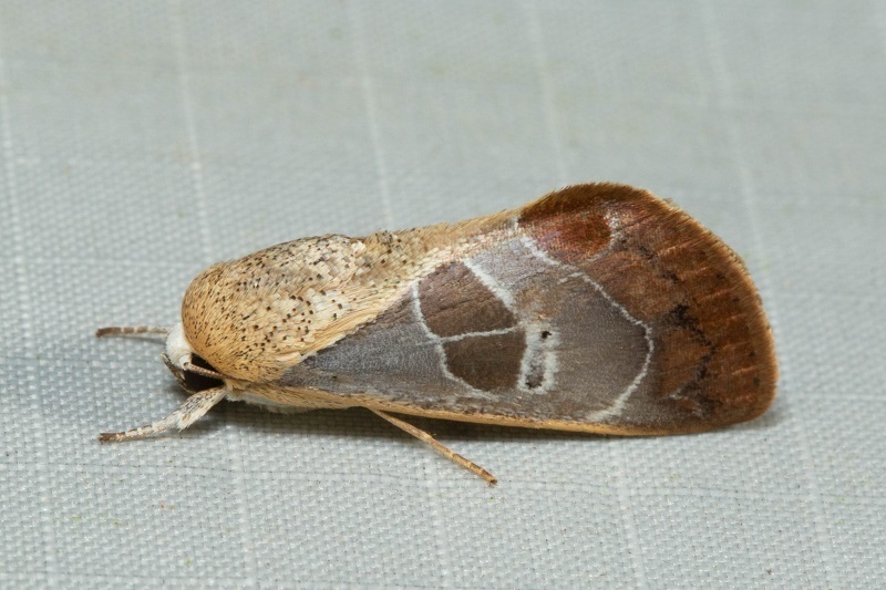Westermannia